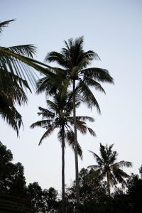Chivapuri Beach Resort Hotel Koh Chang Thailand Palmen Traumstrand Palms Beach