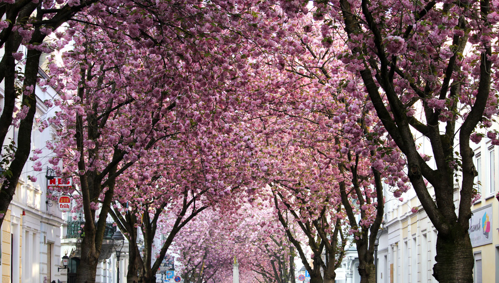 Kirschblüten Heerstraße Bonn Cherry Blossom rosa Bäume Frühling Bonn Sehenswürdigkeit Blog Bonn