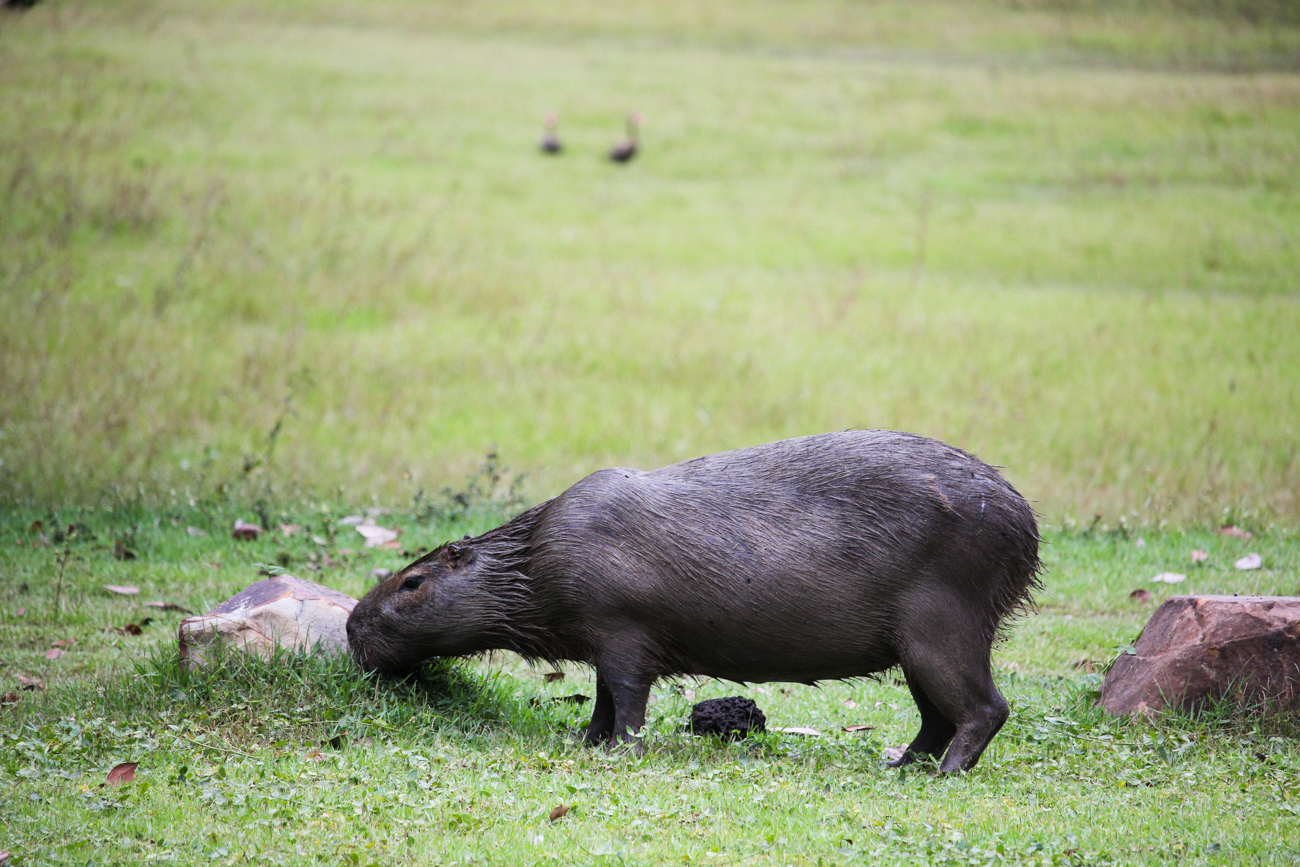 2 Wochen Rundreise Brasilien Top Brasilien Route Highlights Pantanal Wasserschweine Reiseblog