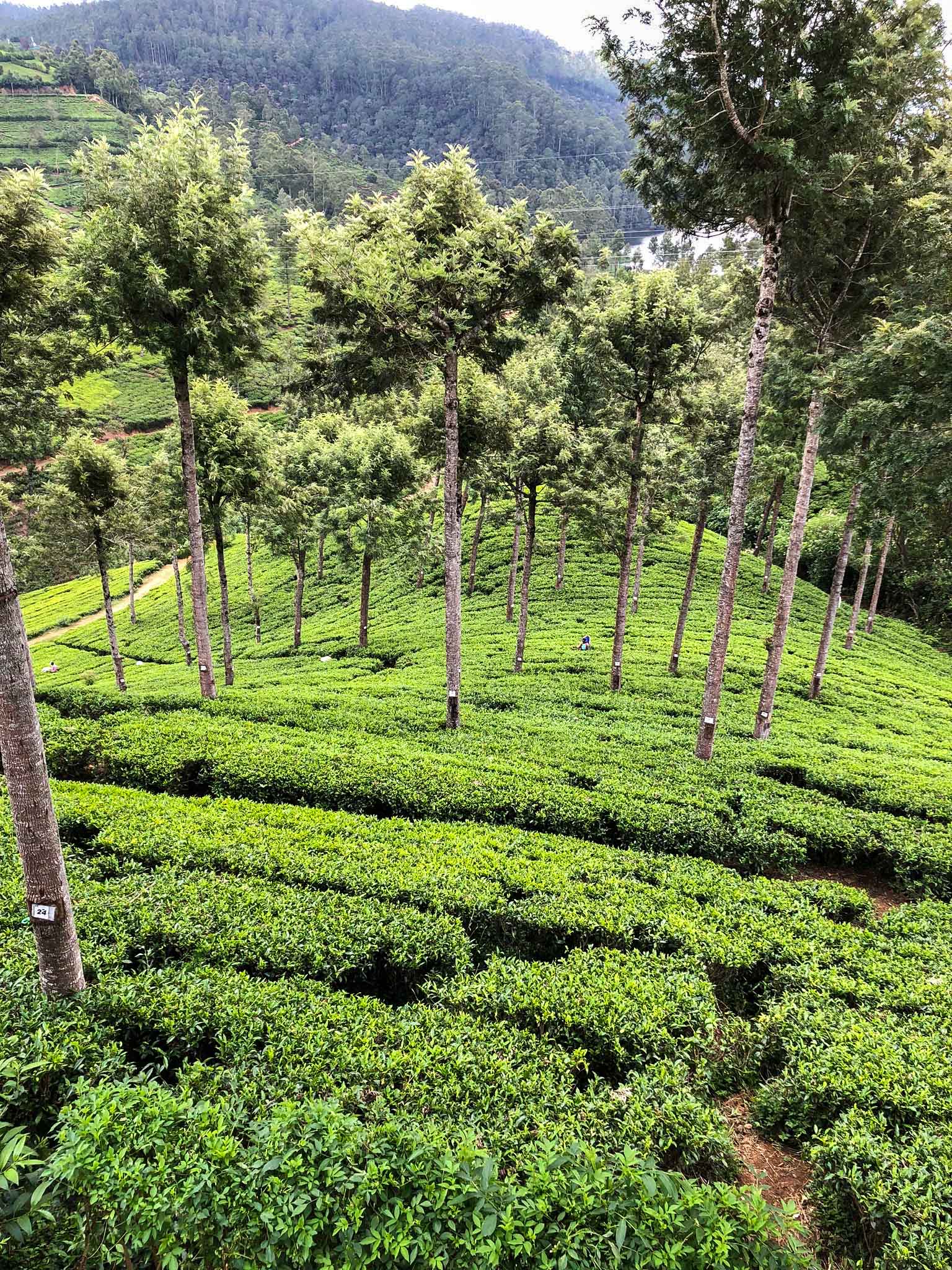 Nuwara Eliya Teeplantage Tee Felder Tea Manufactur Sri Lanka Reiseroute perfekte 3 Wochen Rundreise Sri Lanka Süden Reiseblog Tipps 2