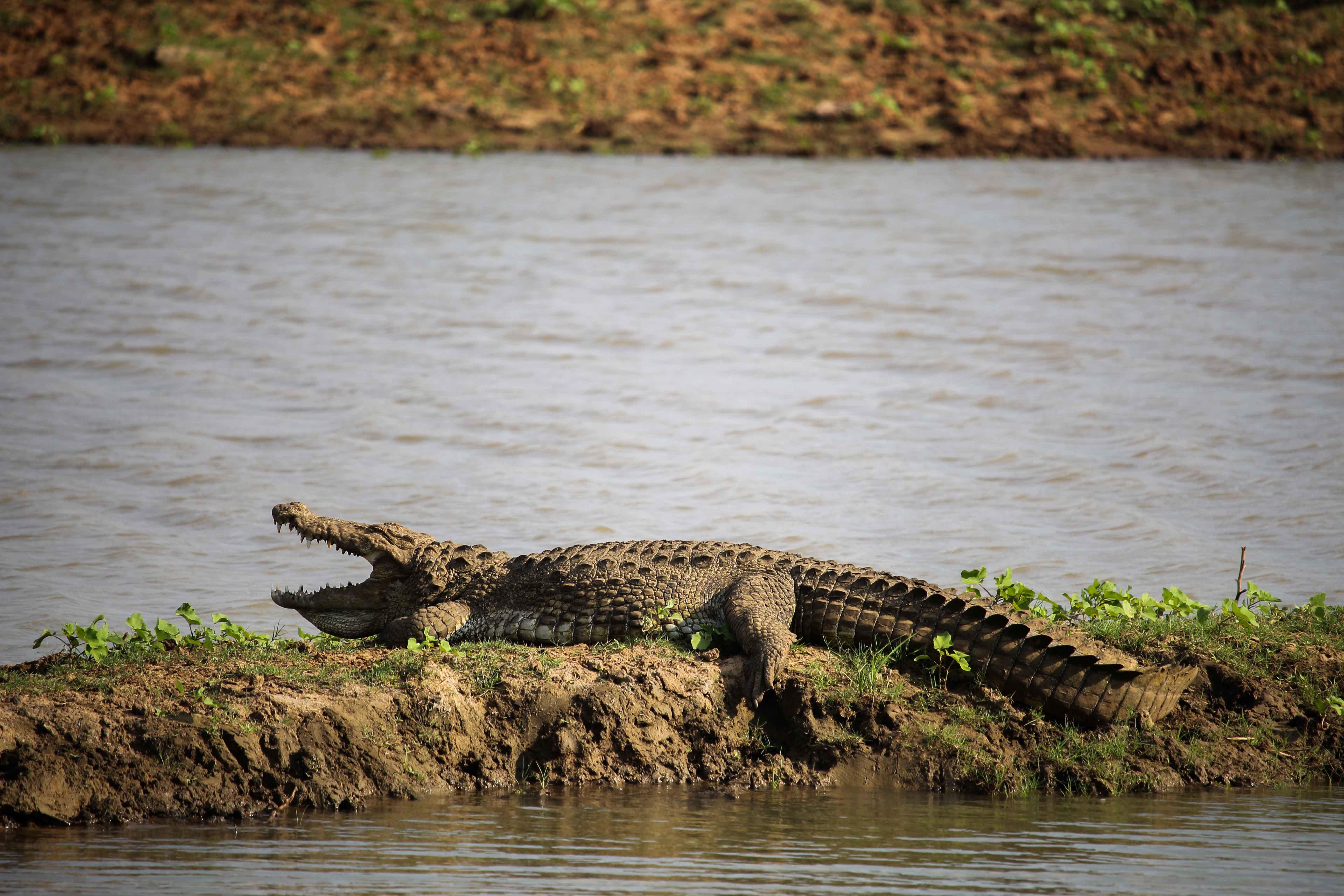 Udawalawe Nationalpark krokodil Safari Sri Lanka Reiseroute 3 Wochen Rundreise Sri Lanka Süden Reiseblog Tipps