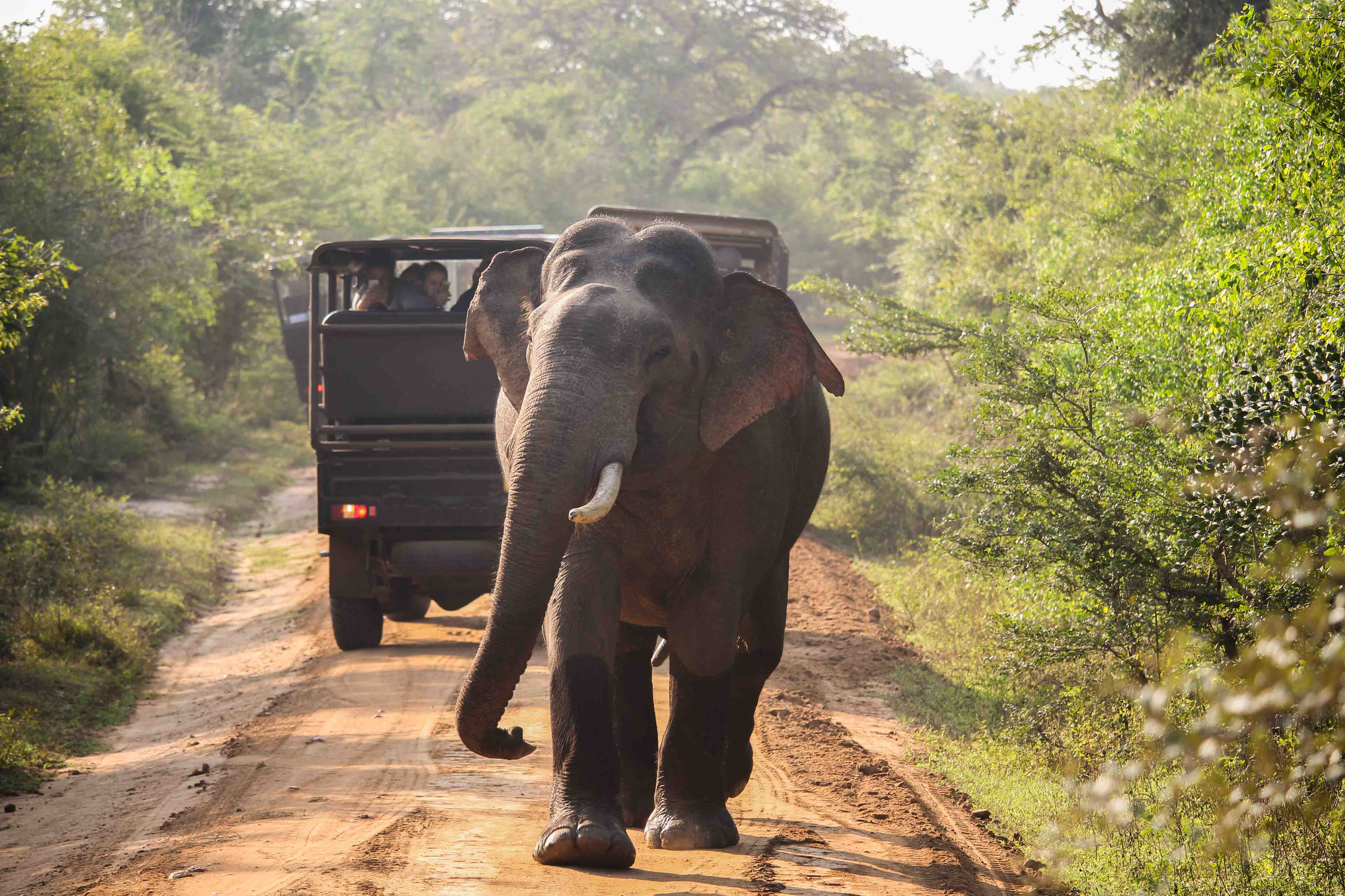 Yala Nationalpark Elefant Sri Lanka Reiseroute 3 Wochen Rundreise Sri Lanka Süden Reiseblog Tipps