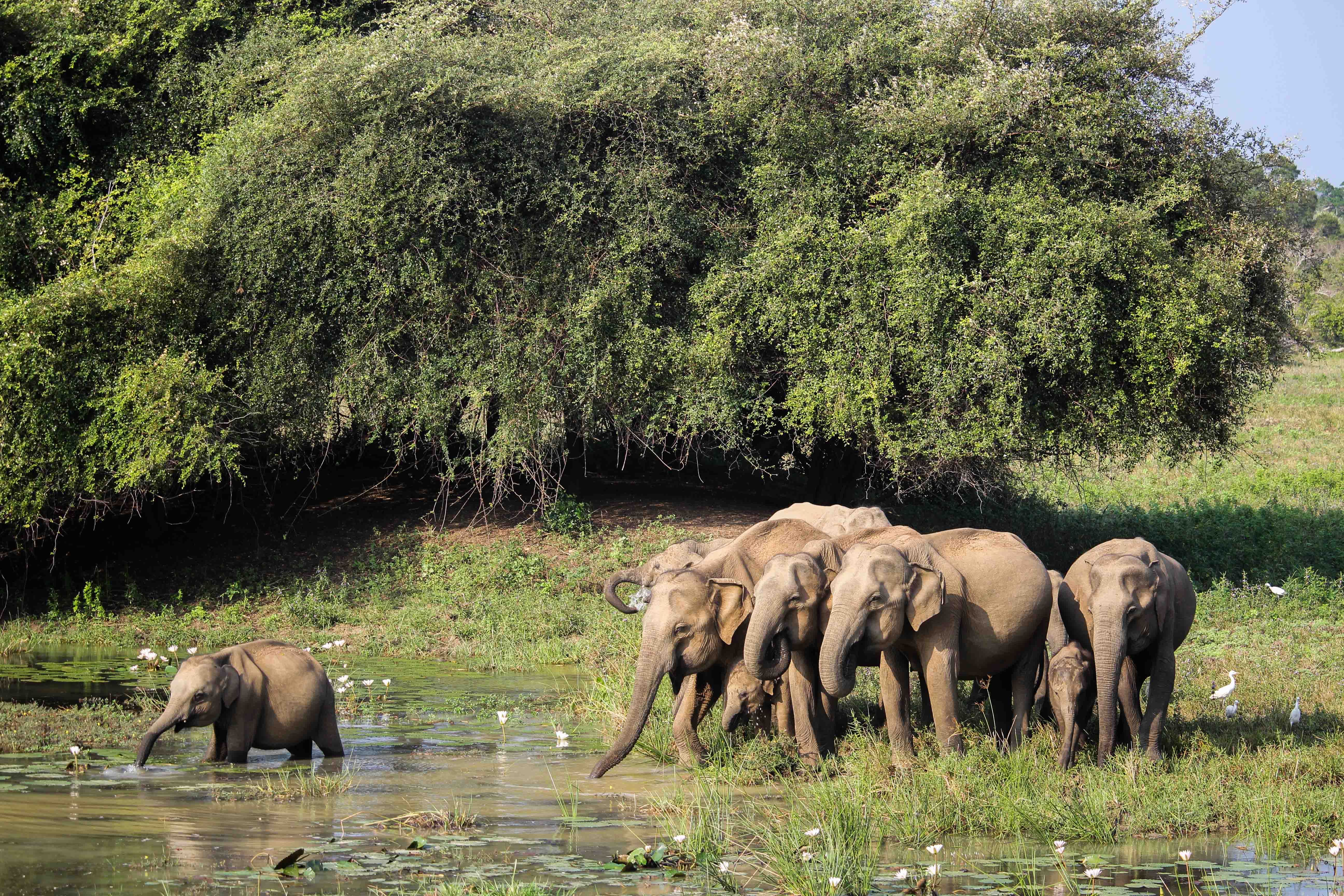 Yala Nationalpark Elefantenherde Wasserloch Sri Lanka Reiseroute 3 Wochen Rundreise Sri Lanka Süden Reiseblog Tipps 2