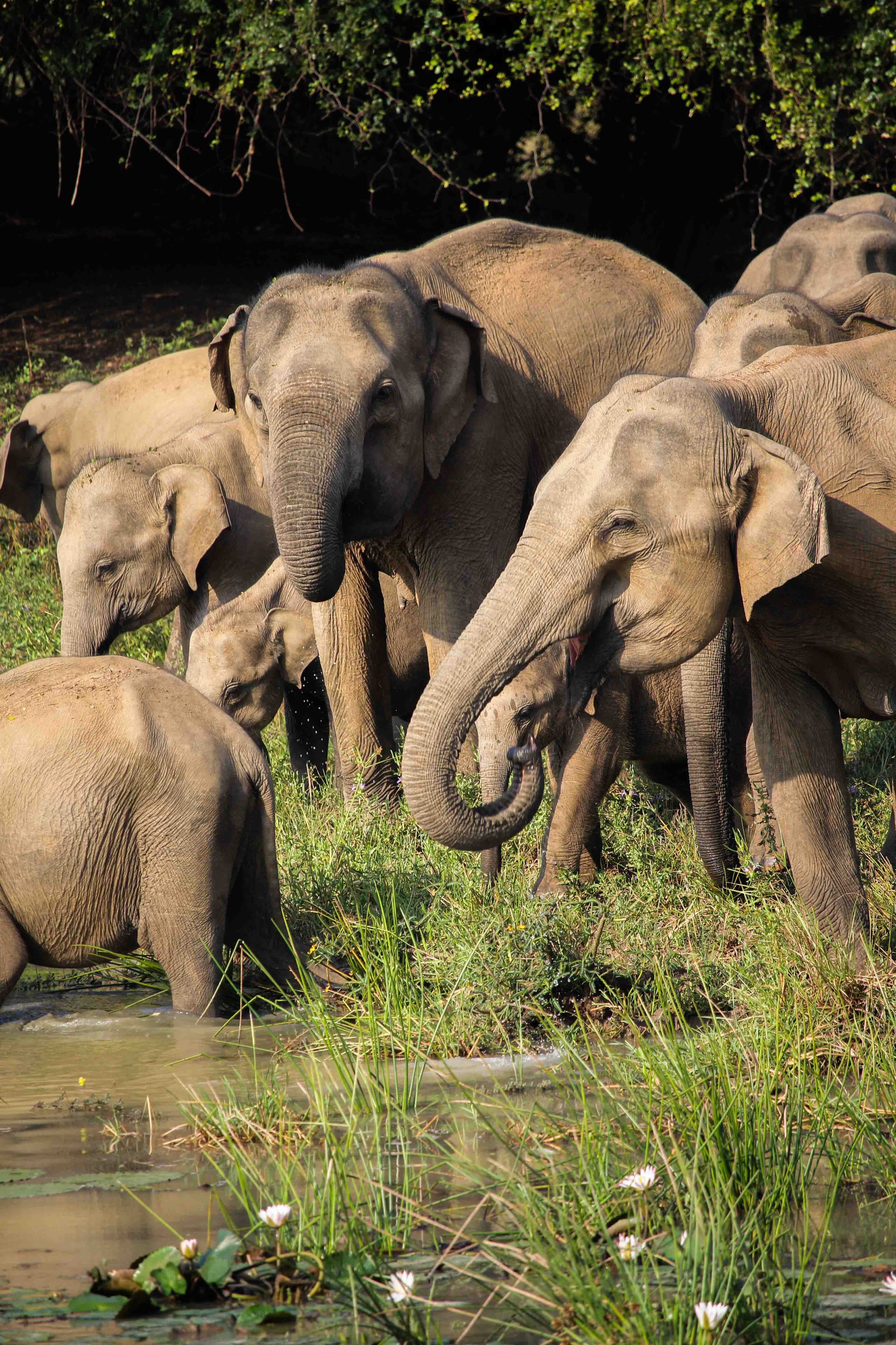 Yala Nationalpark Elefantenherde Wasserloch Sri Lanka Reiseroute 3 Wochen Rundreise Sri Lanka Süden Reiseblog Tipps