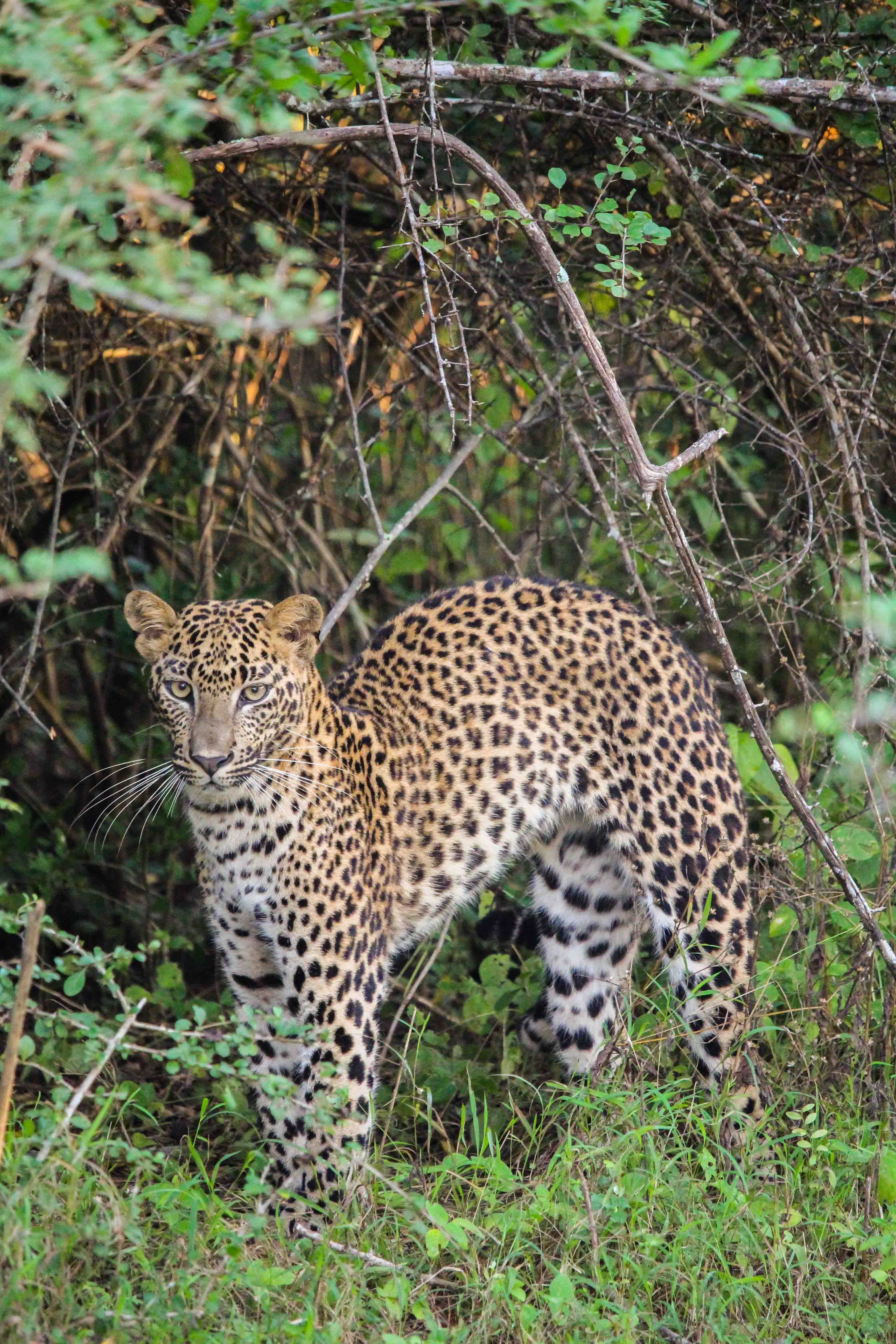 Yala Nationalpark Leopard Sri Lanka Reiseroute 3 Wochen Rundreise Sri Lanka Süden Reiseblog Tipps