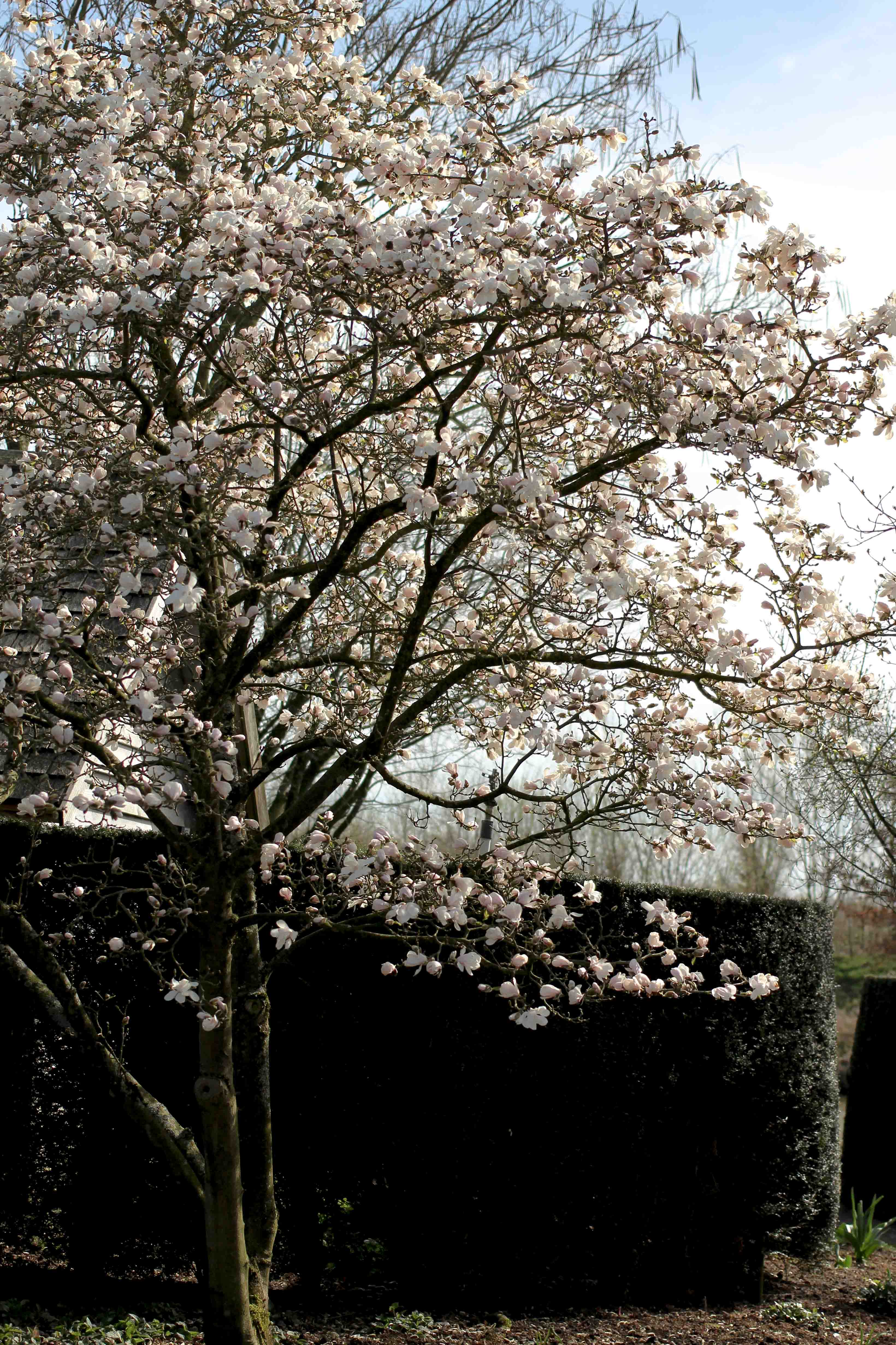 die Gärten von Appeltern Holland Wochenendtrip Tuinen van Appeltern das andere Holland Reiseblog Ausflug Deutschland Baum blüten