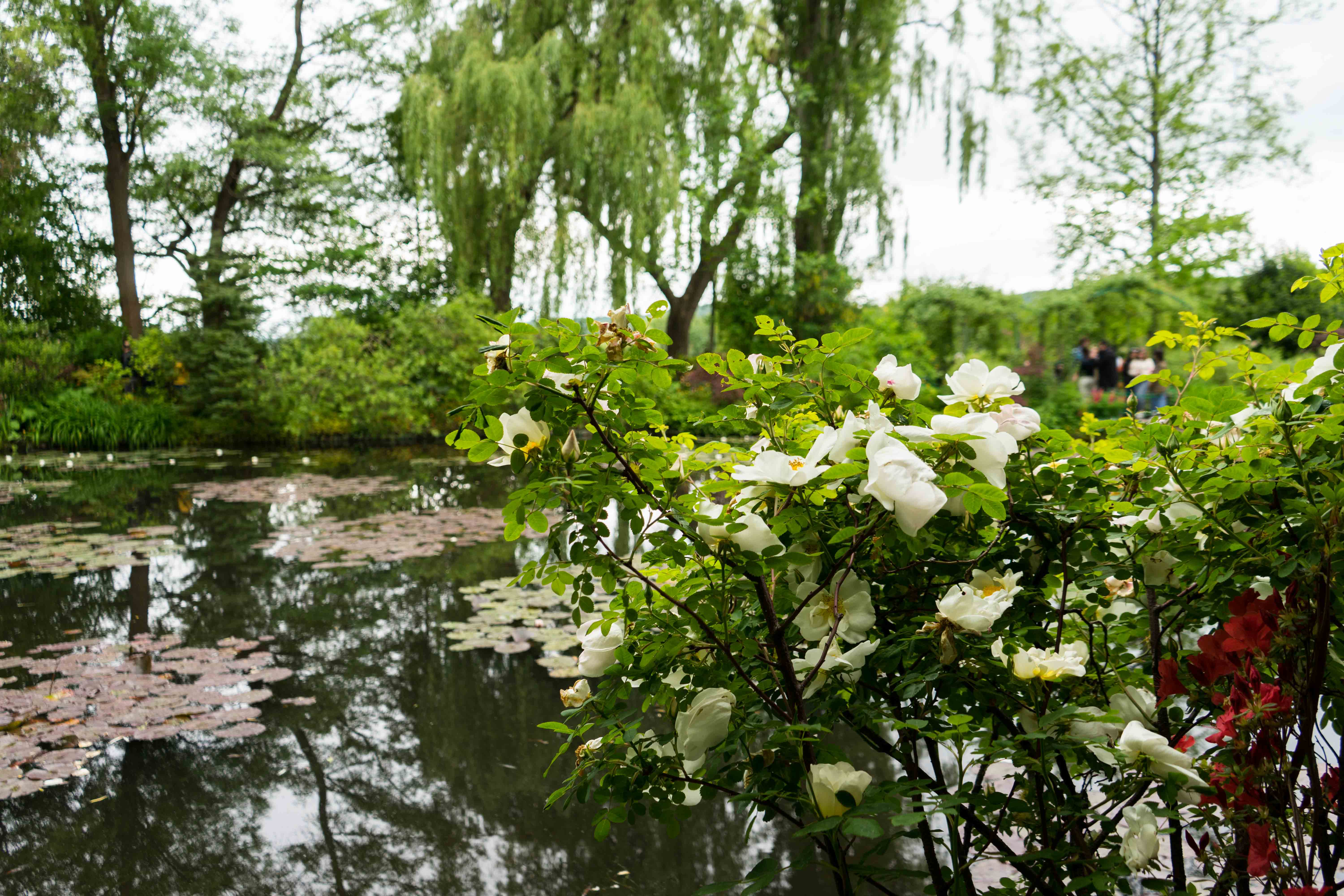 Monets Garten Givenchy Seerosenteich Monet Normandie Rundreise Tipps beste Reiseroute Seine Flusskreuzfahrt AROSA Sehenswürdigkeiten Sightseeing Reiseblog