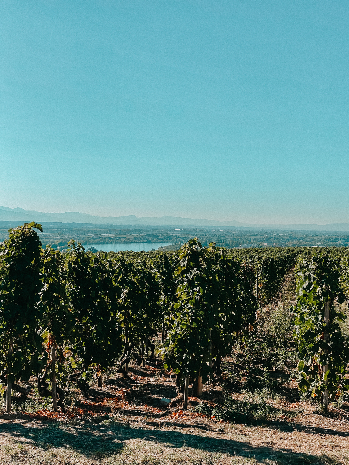 AROSA Flusskreuzfahrt Frankreich Ausflug Lyon L'Hermitage Weinfelder Weinprobe Weinwanderung Rhone Reiseblog 7