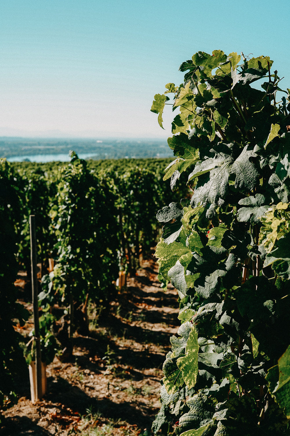 AROSA Flusskreuzfahrt Frankreich Ausflug Lyon L'Hermitage Weinfelder Weinprobe Weinwanderung Rhone Reiseblog
