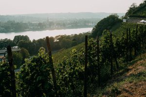 Weinwanderung Rhöndorf Wanderung Weinberge Bonn NRW Top Wanderungen Reiseblog Wandertipps Wanderrouten 5