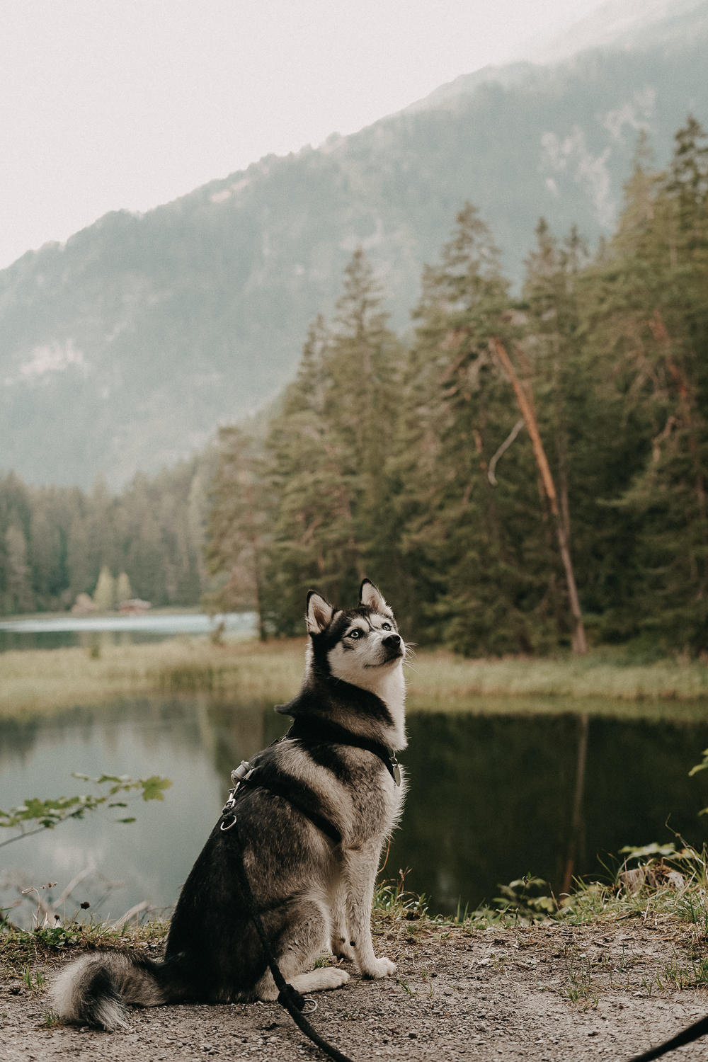 myTirol Zugspitzenarena Wanderroute 3 Seen Wanderung Pomsky Reisen mit Hund Reiseblog
