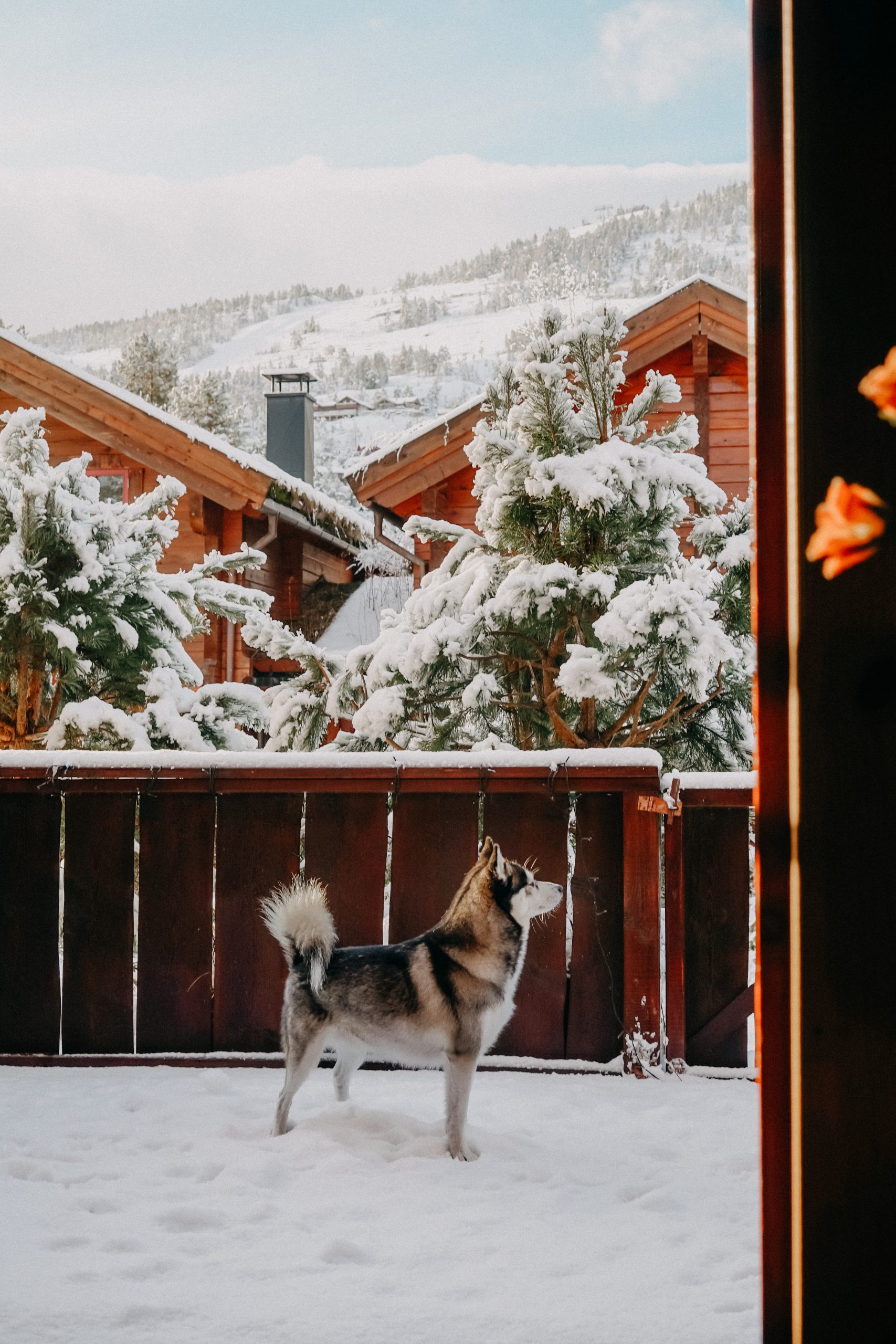 Airbnb Hütte Unterkunft Norwegen Telemark Holzhütte Pomsky Winterurlaub Winterroute Auto Reiseblog Reisen mit Hund Tipps