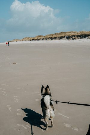 Kurzurlaub Amrum Rundwanderung Nordspitze Urlaub mit Hund Ausflüge Deutschland Insel Amrum