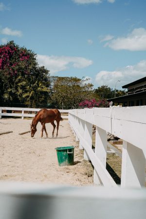 Flitterwochen Ziel Flitterwochen Hotel Mauritius Maritim Hotel Resort Spa Tierpark Reiten Pferde Reiseblog