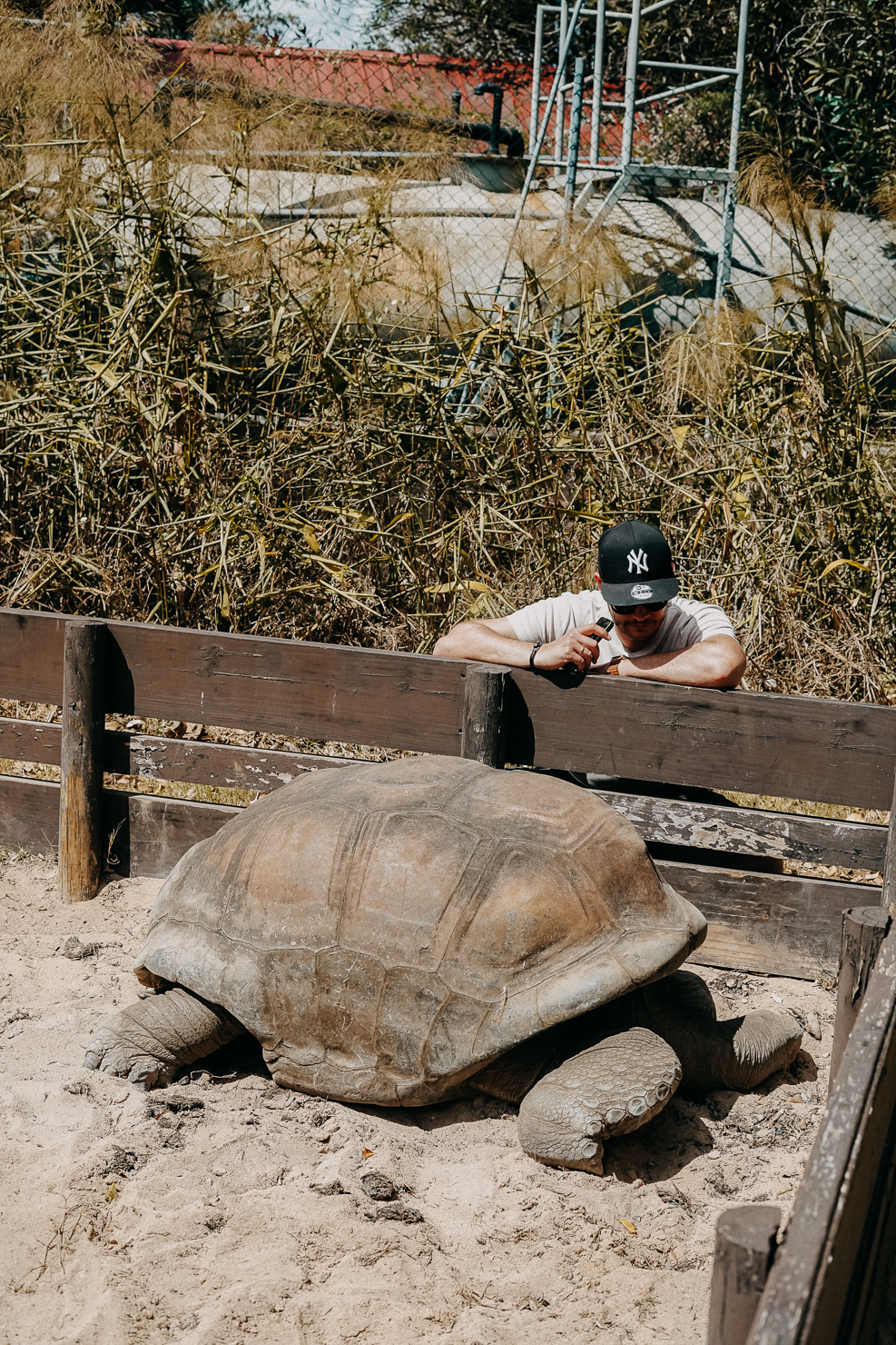 Flitterwochen Ziel Flitterwochen Hotel Mauritius Maritim Hotel Resort Spa Tierpark Riesenschildkröten Reiseblog