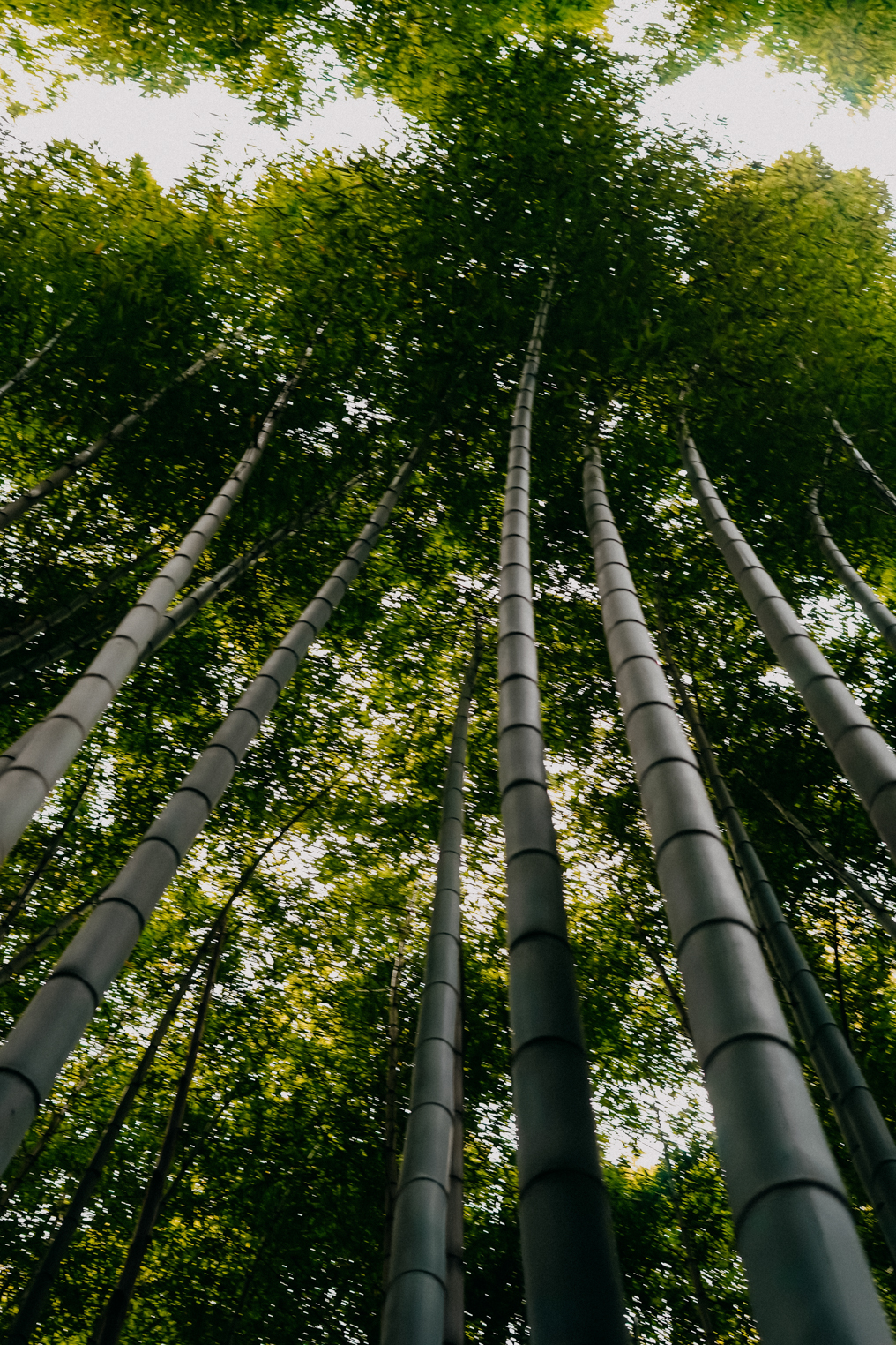 3 Wochen Rundreise Japan Route Kyoto Tipps Reiseblog Bambuswald