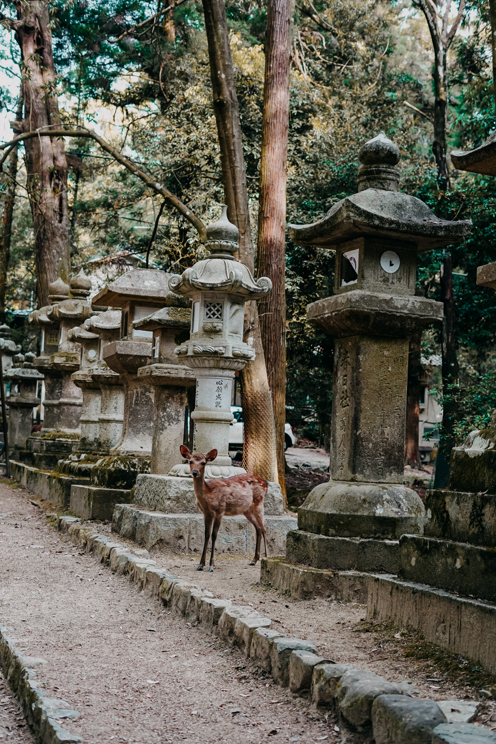 3 Wochen Rundreise Japan Route Nara Hirsch Tempel Reiseblog