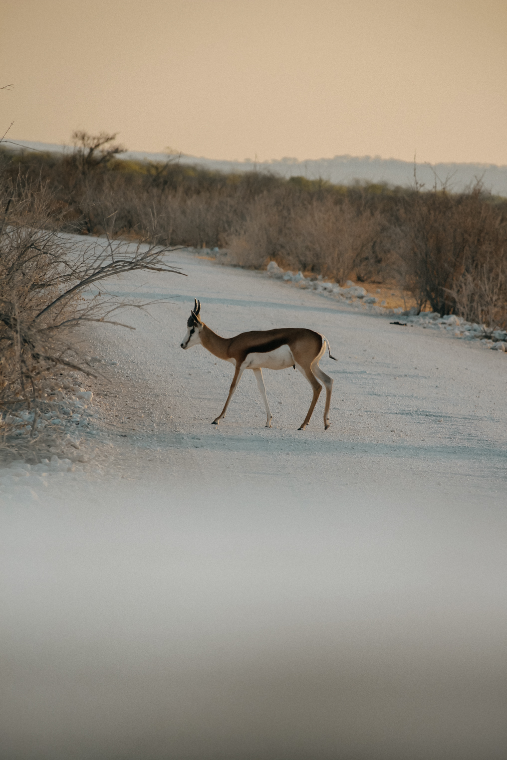 Sehenswürdigkeiten Namibia Etosha Nationalpark Tiere Reiseblog Game Drive