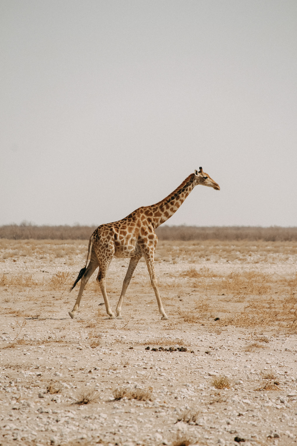 Sehenswürdigkeiten Namibia Etosha Nationalpark Tiere Reiseblog Giraffe