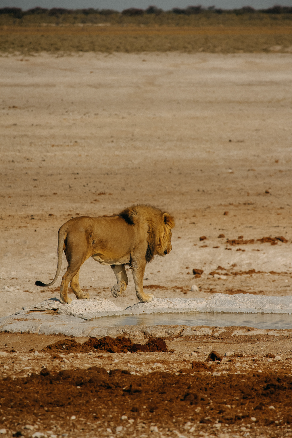 Sehenswürdigkeiten Namibia Etosha Nationalpark Tiere Reiseblog Löwe