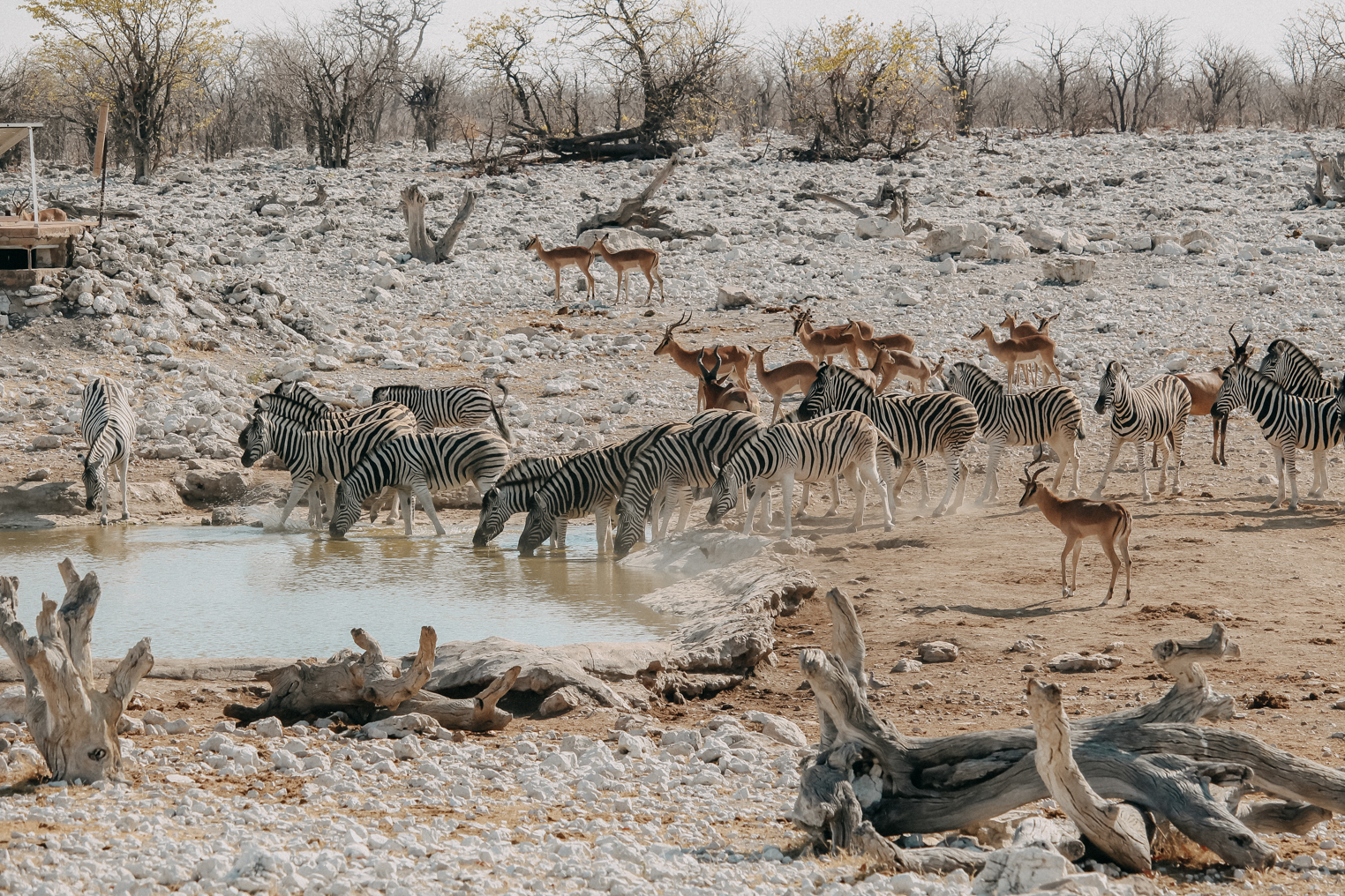 Sehenswürdigkeiten Namibia Etosha Nationalpark Tiere Reiseblog Wasserloch Zebras