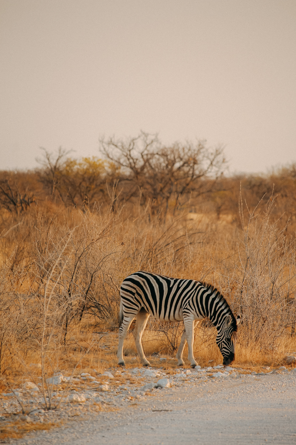 Sehenswürdigkeiten Namibia Etosha Nationalpark Tiere Reiseblog Zebra