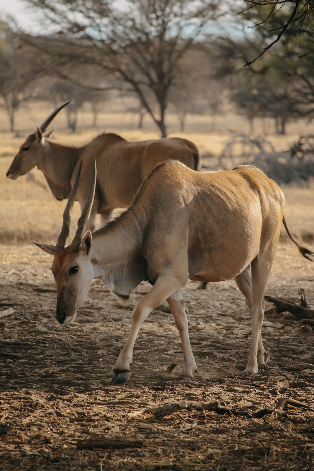 Okapuka Safari Lodge Gondwana Namibia Game Drive Safari Erlebnis Reiseblog 3