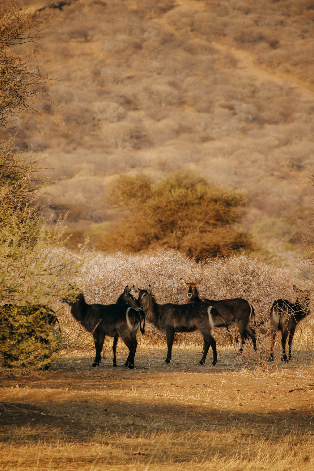 Okapuka Safari Lodge Gondwana Namibia Game Drive Safari Erlebnis Reiseblog 4