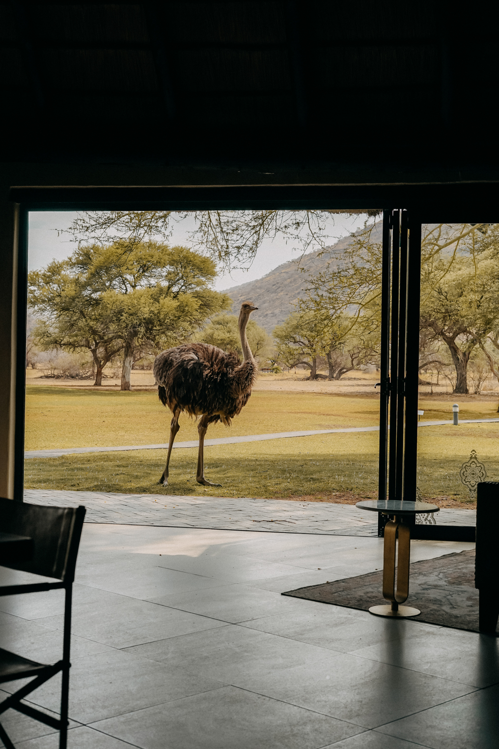 Okapuka Safari Lodge Gondwana Namibia Strauß Garten Reiseblog