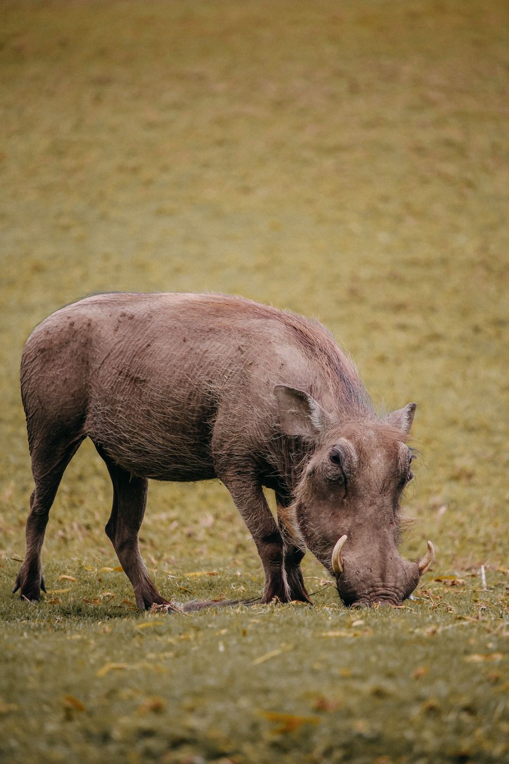Okapuka Safari Lodge Gondwana Namibia Warzenschweine Garten Erlebnis Reiseblog